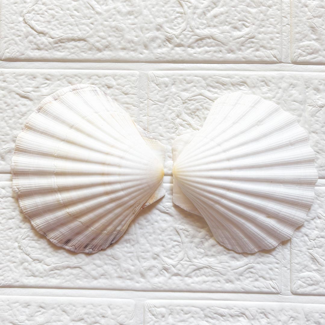 White Mermaid Shell Pack of 2 (4 Inch) | Decorative Craft Shells for Wedding, Trousseau &amp; DIY | Adikala