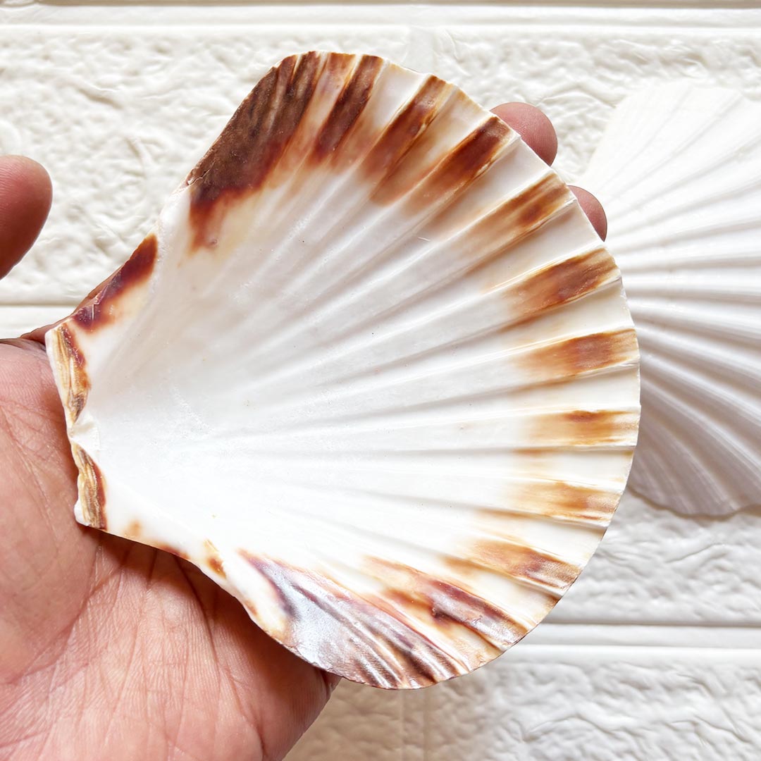 White Mermaid Shell Pack of 2 (4 Inch) | Decorative Craft Shells for Wedding, Trousseau &amp; DIY | Adikala