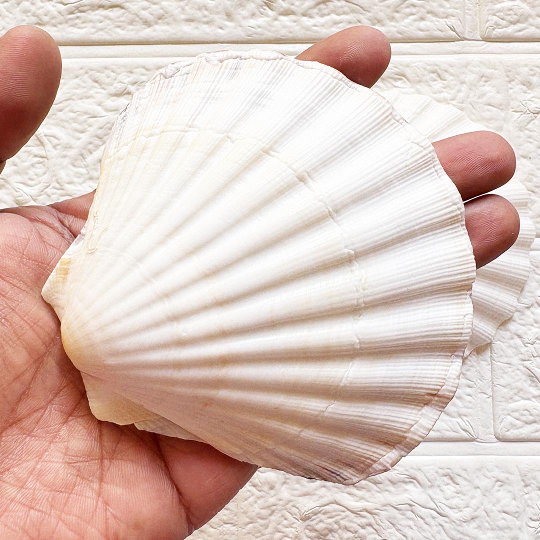 White Mermaid Shell Pack of 2 (4 Inch) | Decorative Craft Shells for Wedding, Trousseau &amp; DIY | Adikala