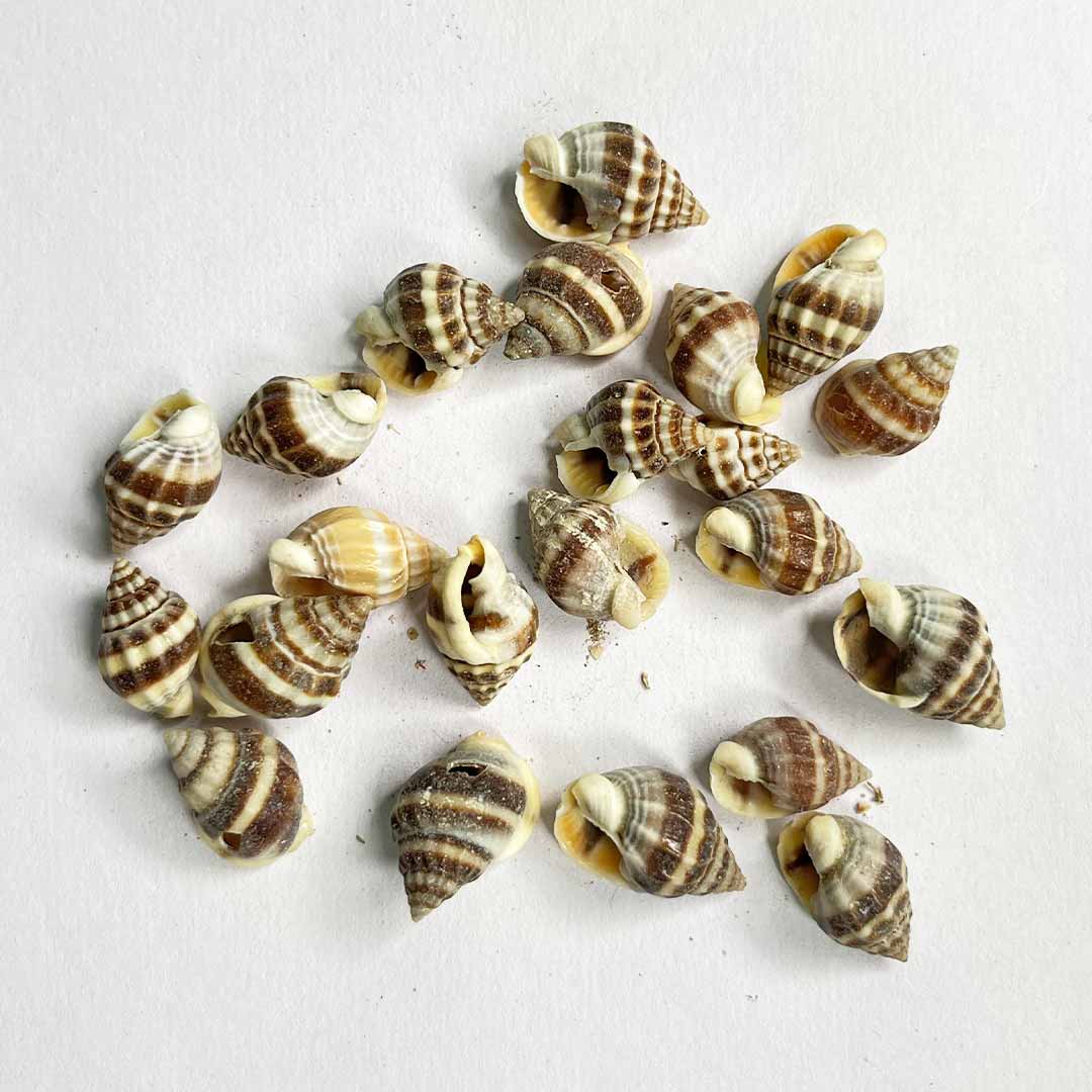 Ribbed Cantharus Sea Shells Pack Of 25 – Adikala - Craft Store